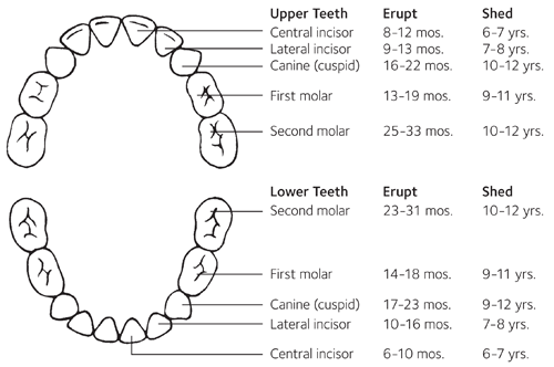 MH_eruption_primary